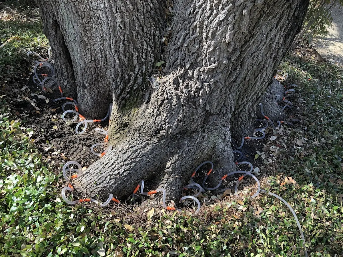 Detailed Tree Cabling and Bracing job site in Concord