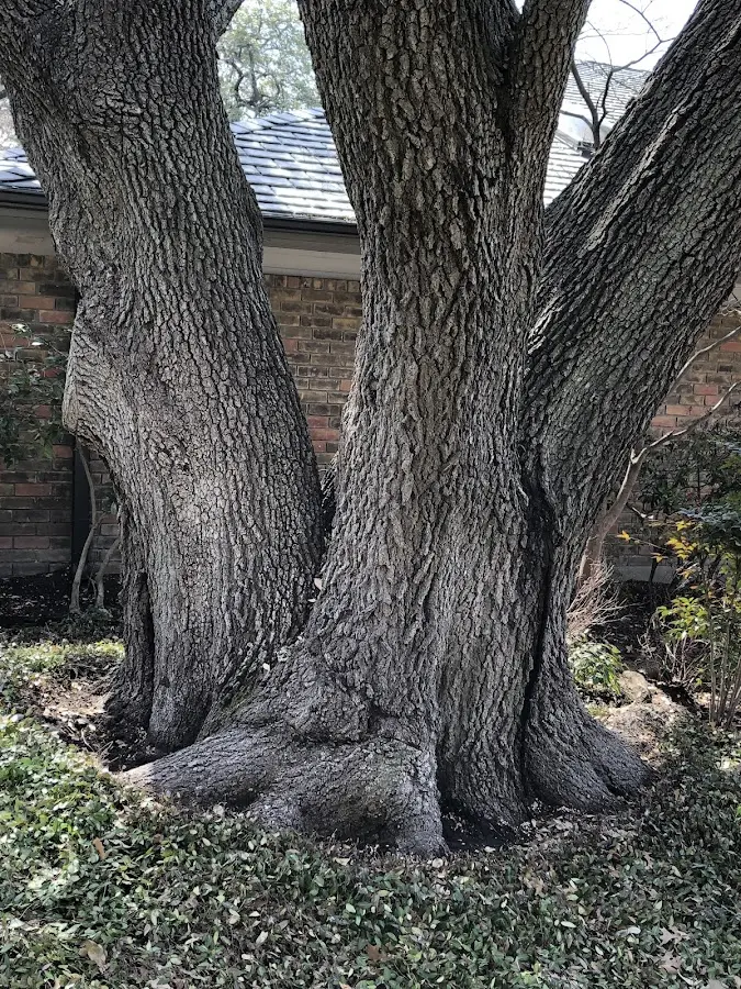 Mature heritage tree close to a Concord property cared for by certified arborists